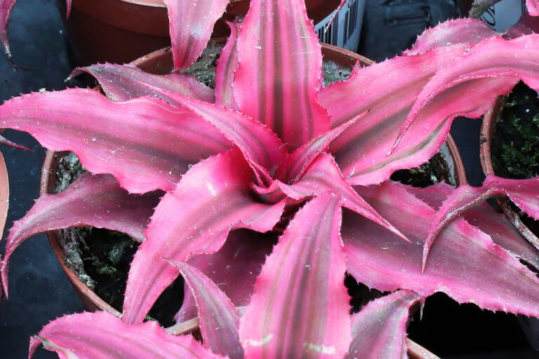 How to Grow Earth Star — Cryptanthus 
