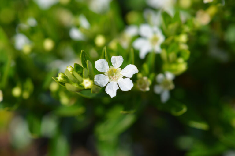 How to Grow Mexican Heather — Cuphea