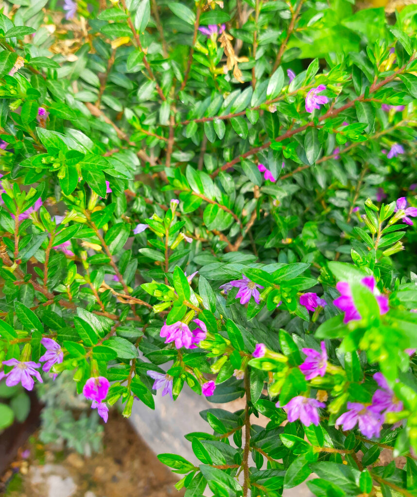 How to Grow Cuphea - Mexican Heather