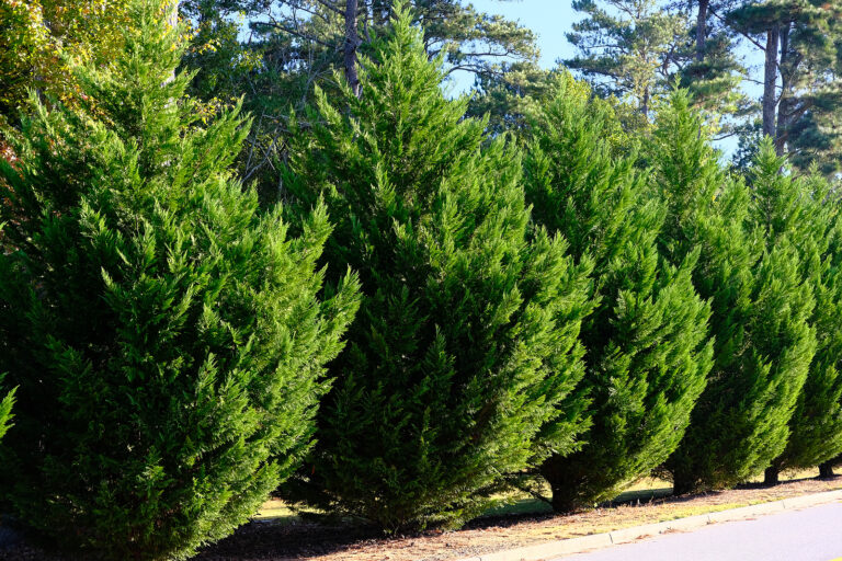 How to Grow Leyland Cypress — x Cupressocyparis