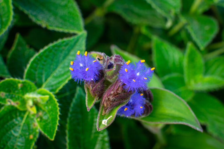 How to Grow Teddy Bear Plant — Cyanotis