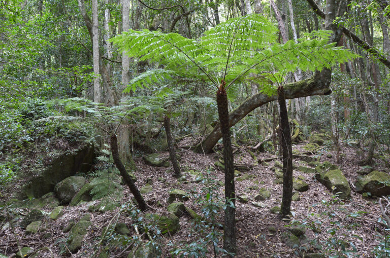 How to Grow Cyathea – Australian Tree Fern
