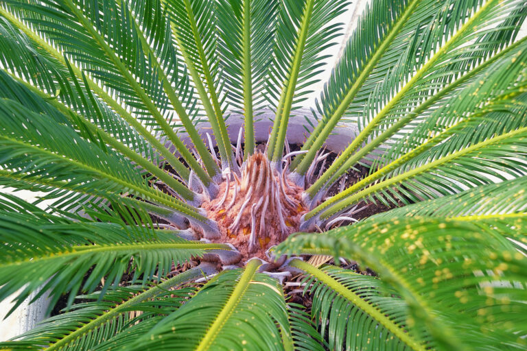 How to Grow Sago Palm — Cycas