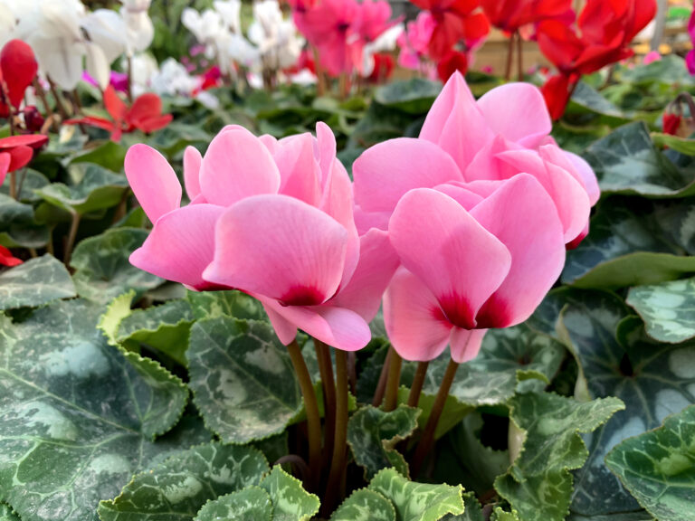 How to Grow and Care for Cyclamen