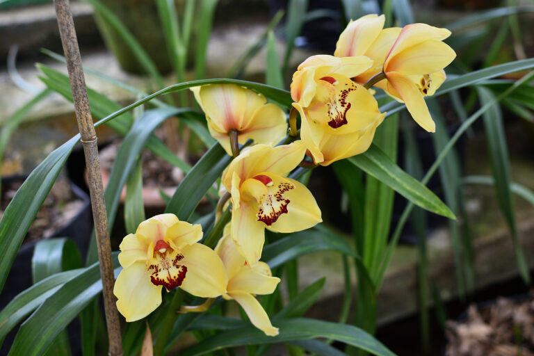 How to Grow  Cymbidium Orchids