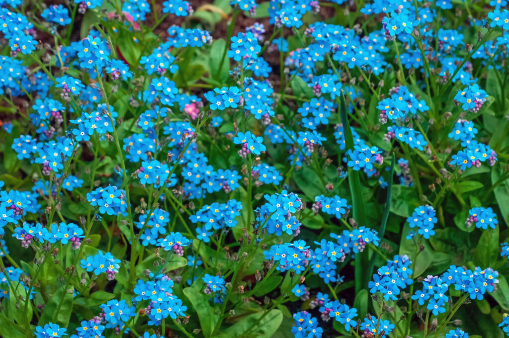 Chinese-forget-me-not, Cynoglossum 