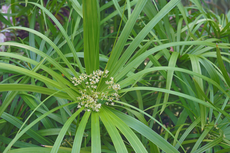 How to Grow Umbrella Plant — Cyperus