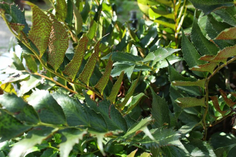 How to Grow Crytomium – Holly Fern