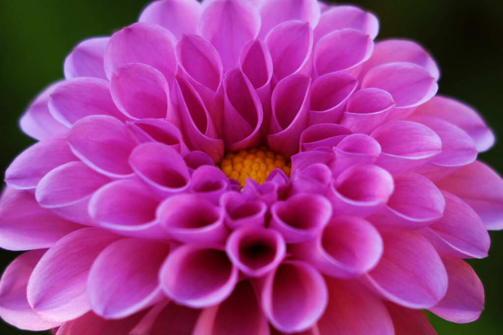 Pompon-type flowerhead, Dahlia 