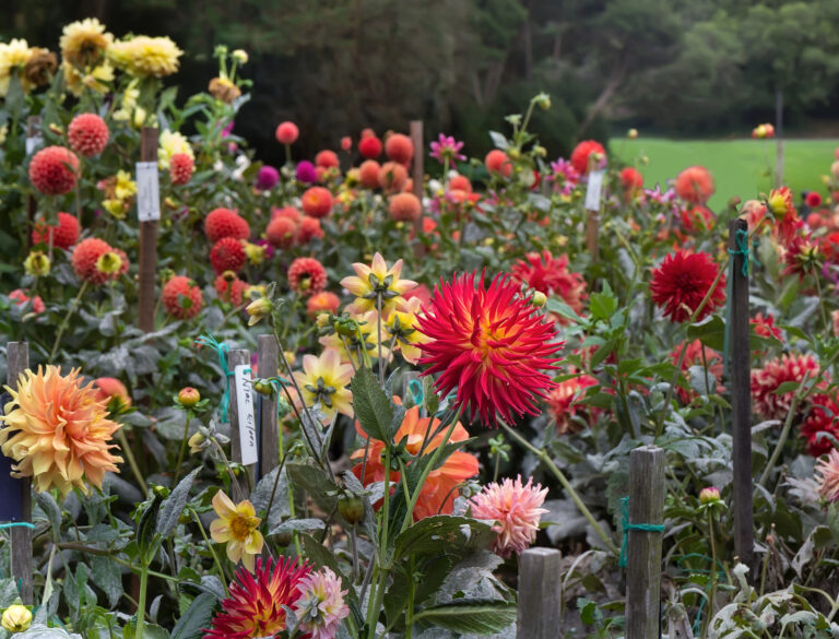 How to Grow and Care for Dahlias