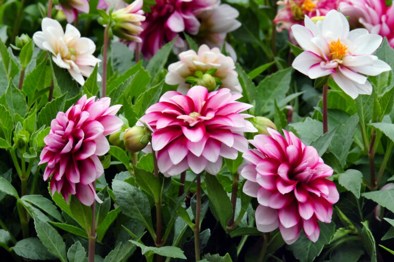 Flowering Bulbs Year-Round