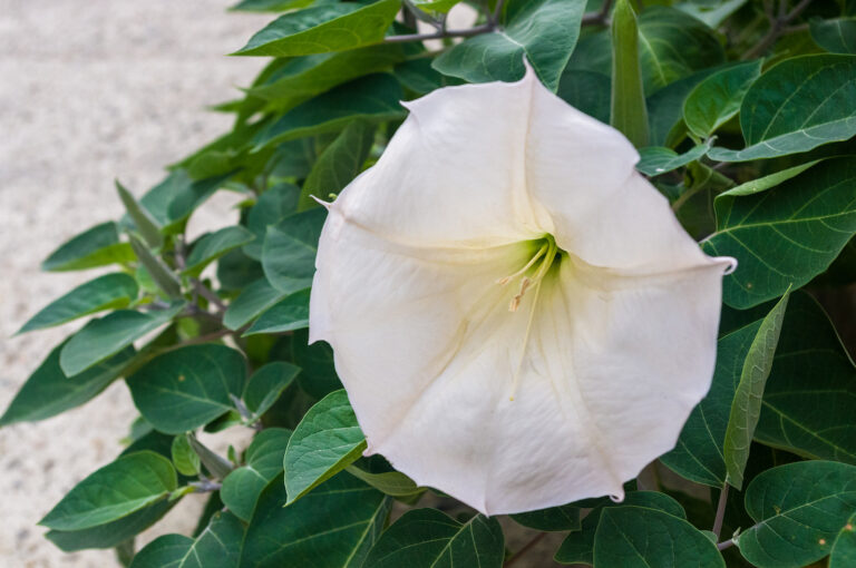 How to Grow Angel’s Trumpet — Datura