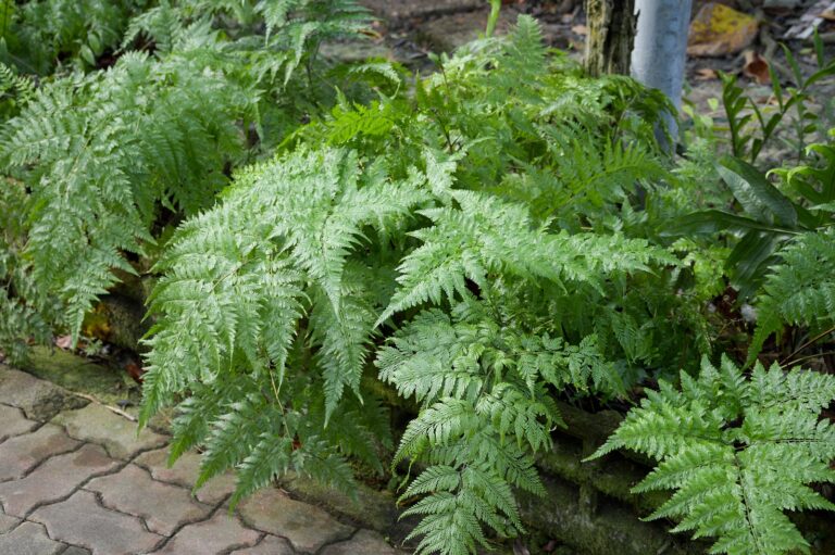 How to Grow Rabbit’s Foot Fern — Davallia