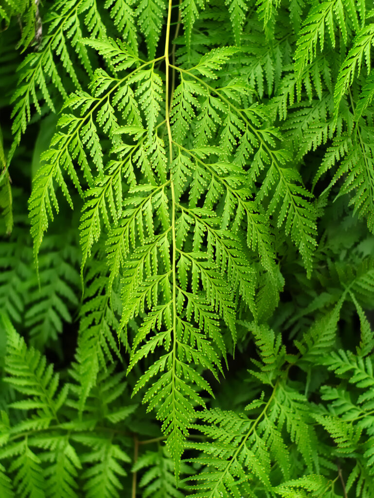 Hare's foot fern or Davallia