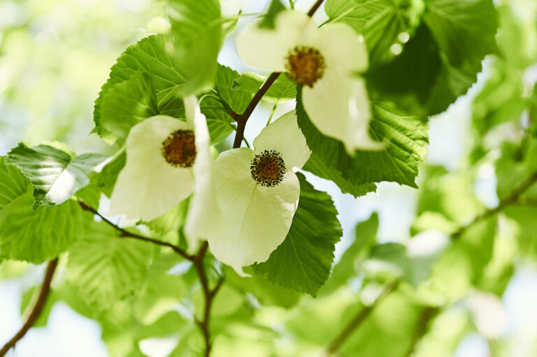 How to Grow Dove Tree – Davidia
