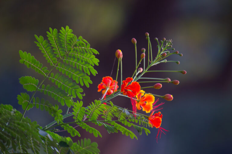 How to Grow Flamboyant Tree — Delonix