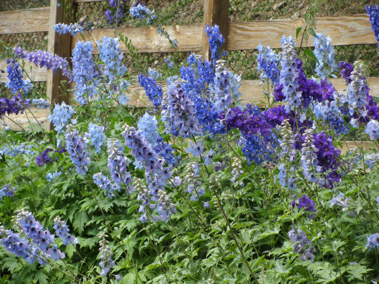 How to Grow and Care for Delphinium