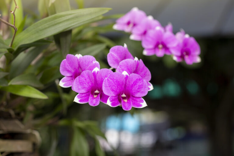 How to Grow Dendrobium Orchid