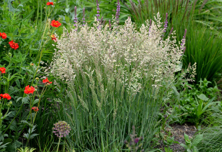 How to Grow Hair Grass – Deschampsia