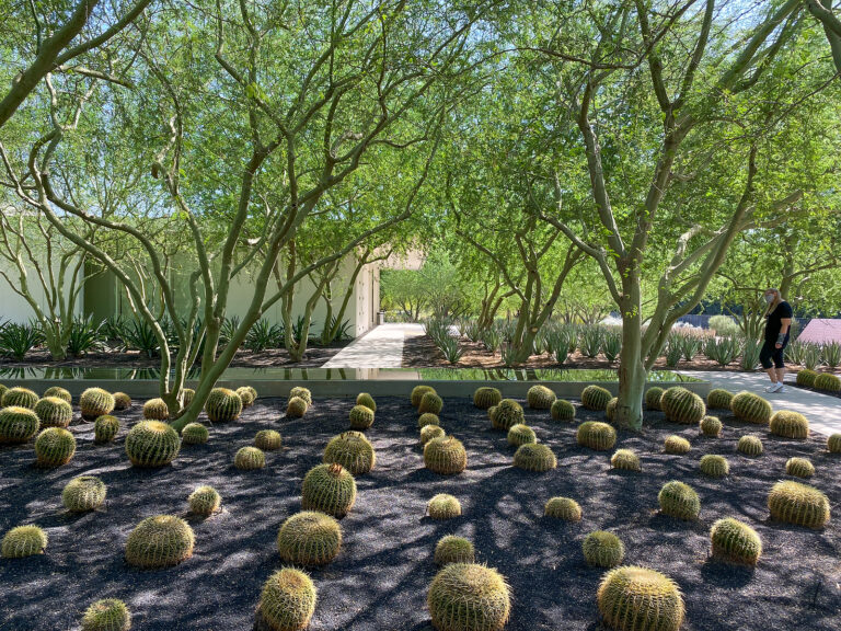 25 Plants for Arid and Desert Gardens