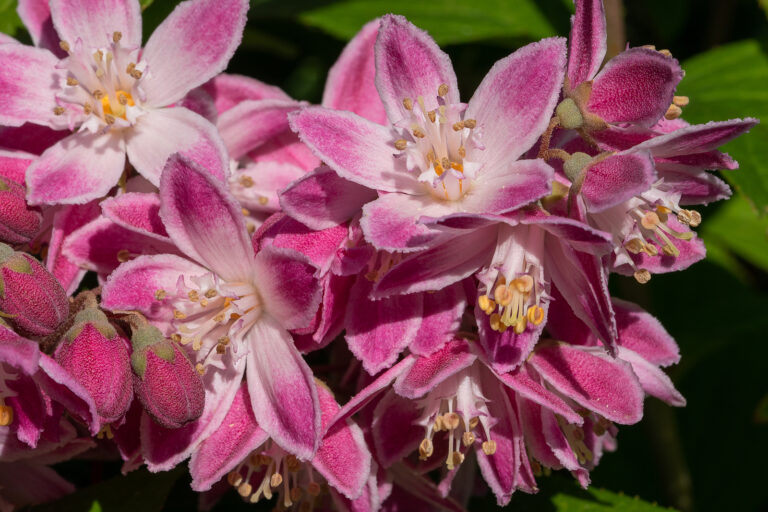 How to Grow Deutzia