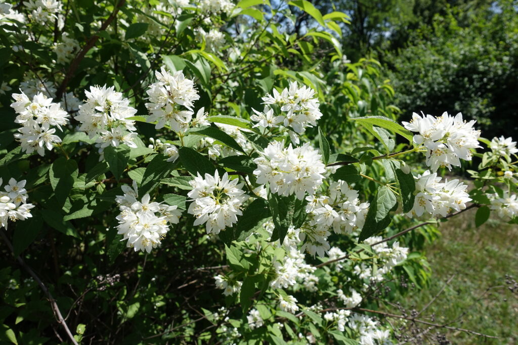 White flowers of Deutzia in the spring garden