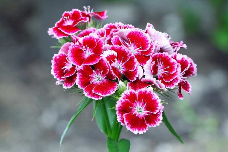 How to Grow and Care for Dianthus — Pinks