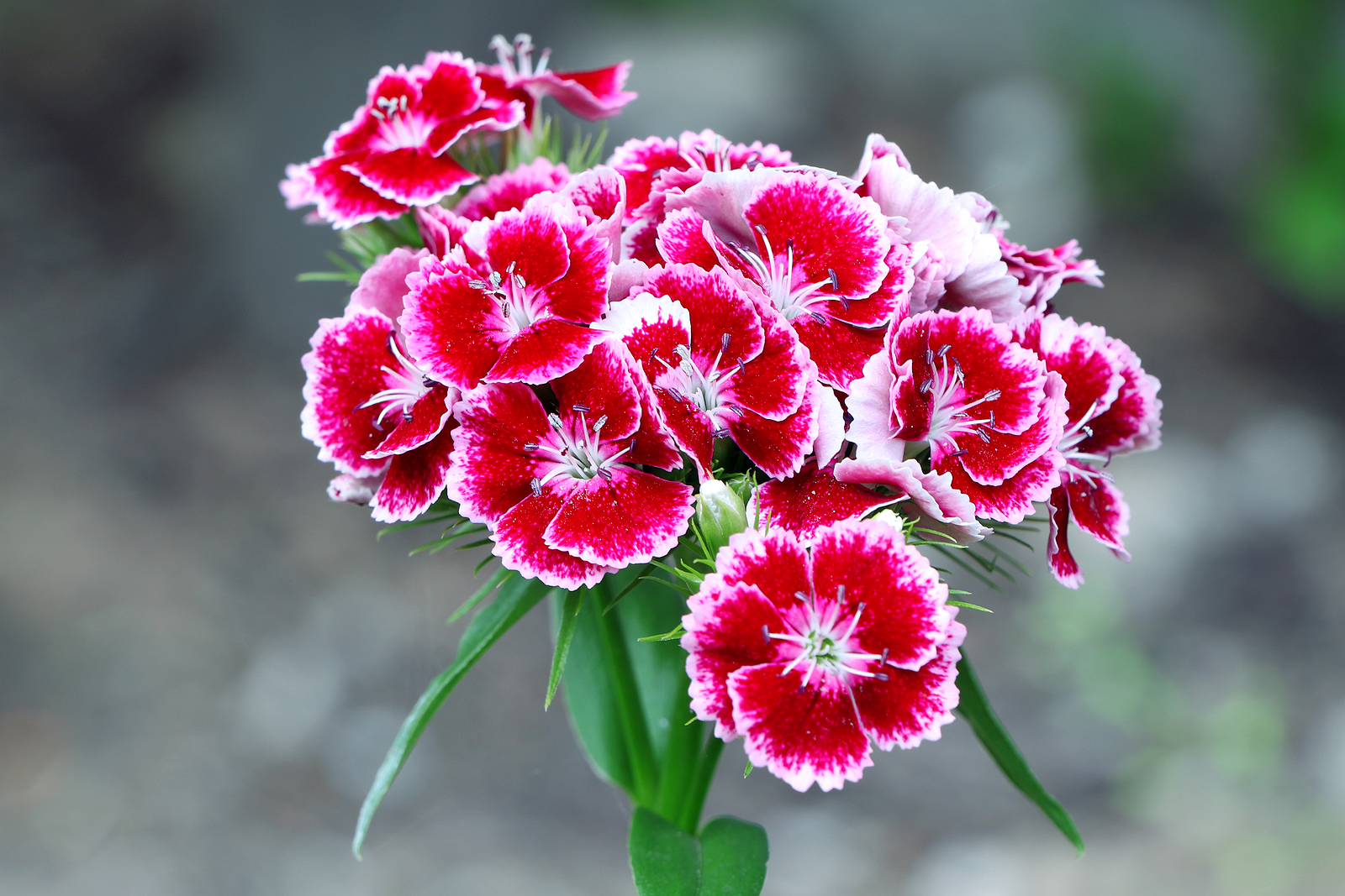 How to Grow and Care for Dianthus