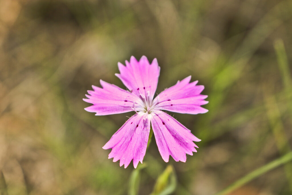 Maiden pink single flower, Dianthus deltoides