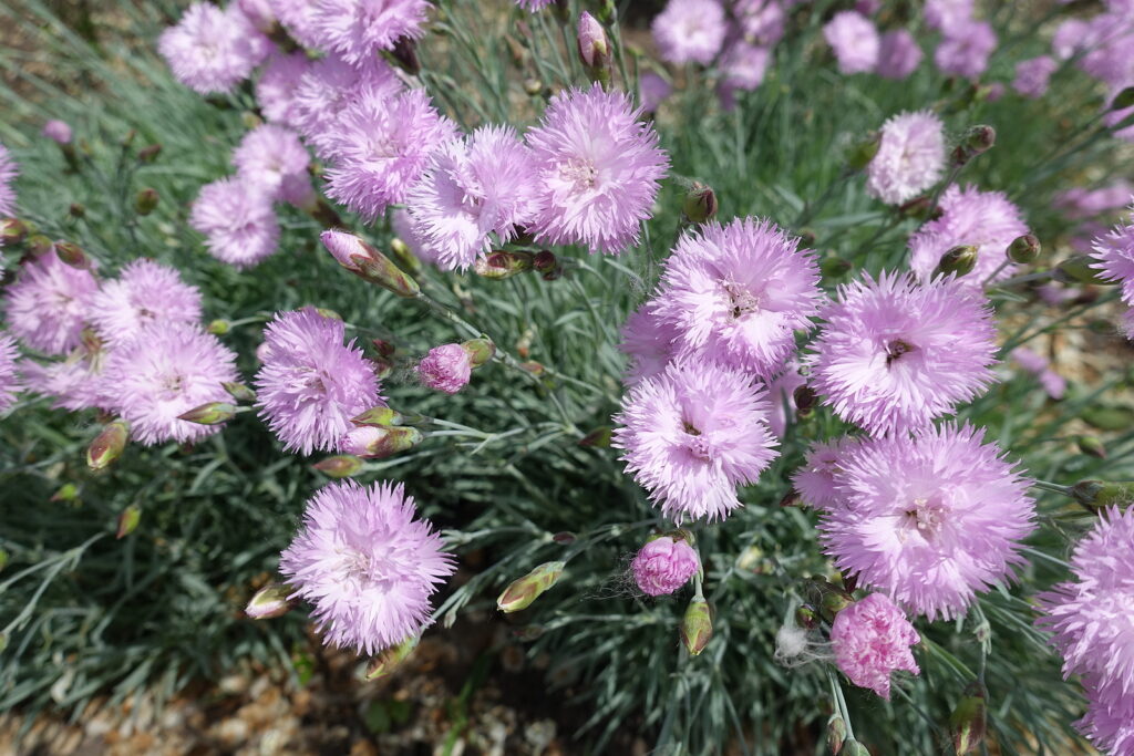 Double pink flowers of Dianthus 