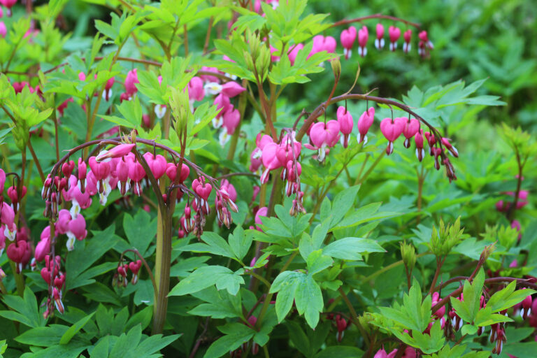 How to Grow Bleeding Heart — Dicentra