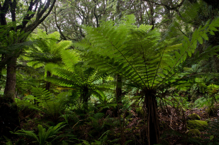 How to Grow Dicksonia – Tasmanian Tree Fern