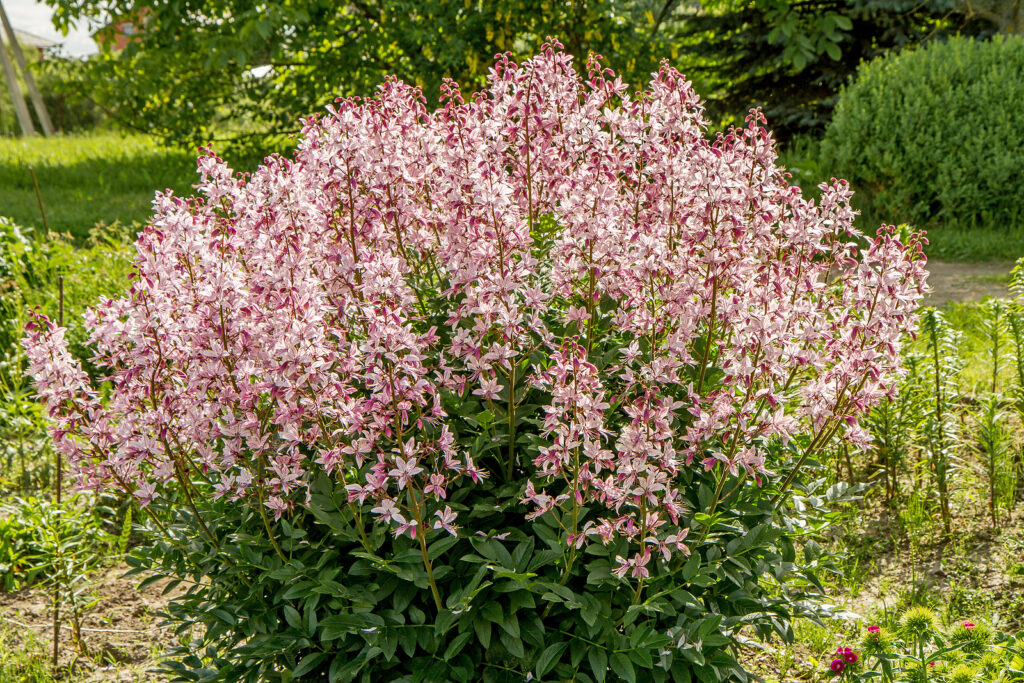 Burning bush, Dictamnus albus