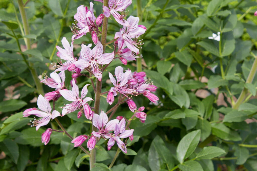 Gas plant, Dictamnus albus