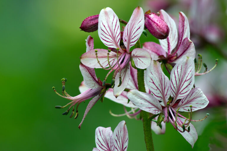 How to Grow Gas Plant — Dictamnus