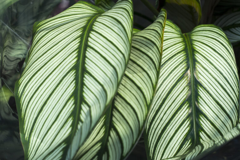 How to Grow Dumbcane — Dieffenbachia