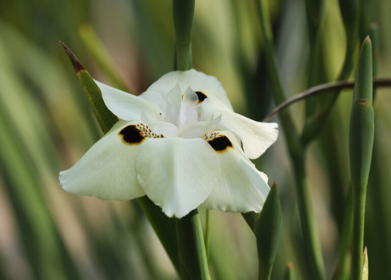 How to Grow Fortnight Lily — Dietes