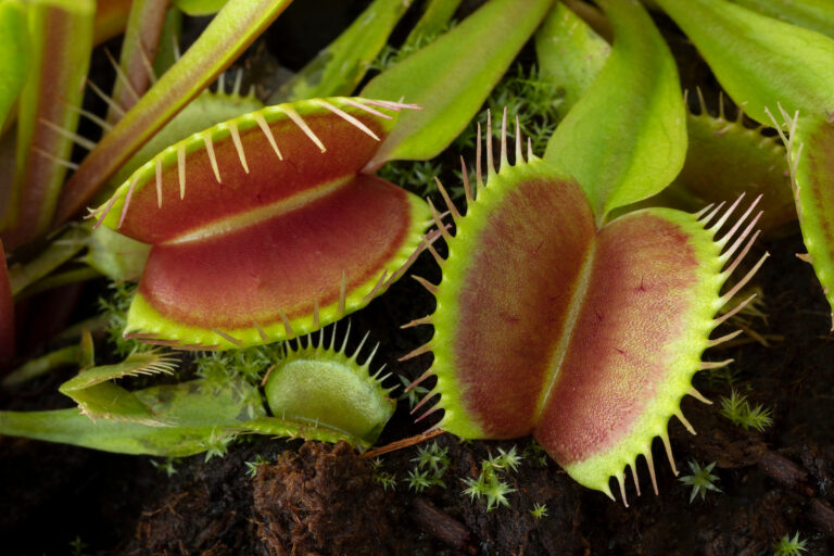 How to Grow Venus Flytrap — Dionaea