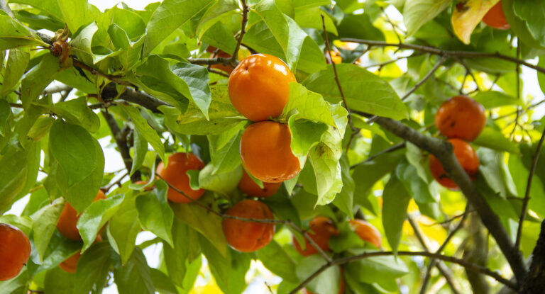 How to Grow Diospyros – Persimmon 