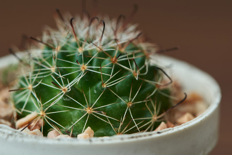 How to Grow Discocactus – Melon Cactus