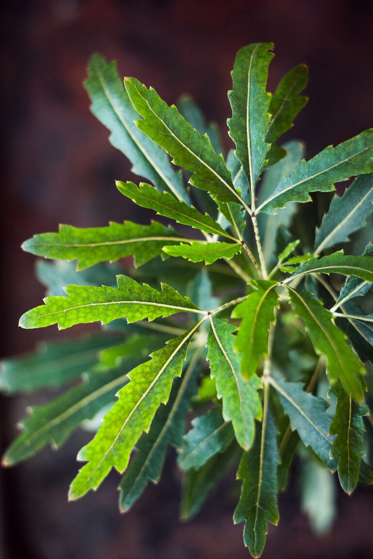 How to Grow False Aralia — Dizygotheca