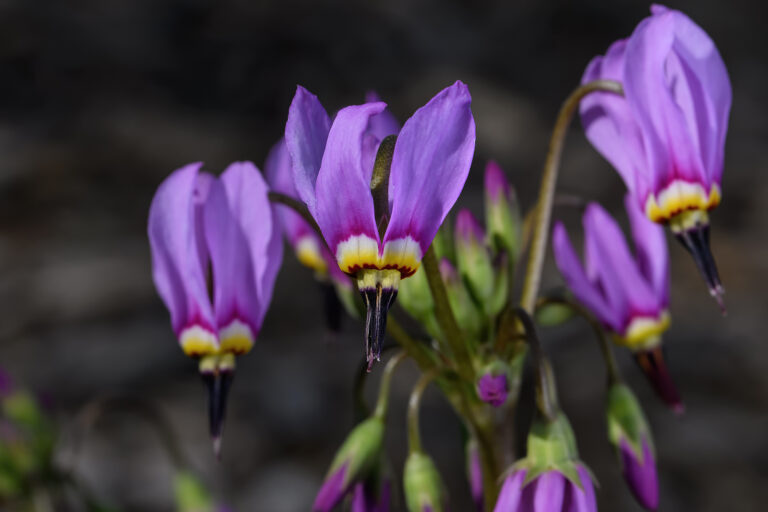 How to Grow Shooting Stars — Dodecatheon