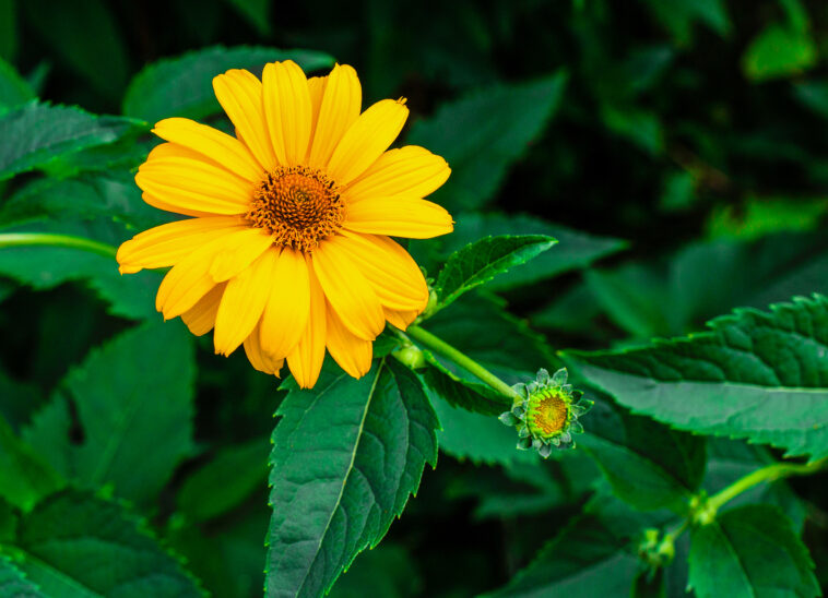 Perenial Flowers Archives - Page 6 Of 23 - Harvest To Table