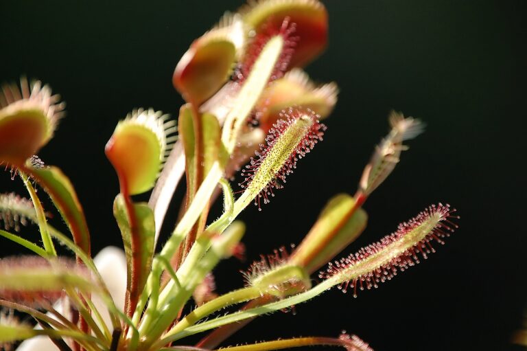 How to Grow Sundews — Drosera