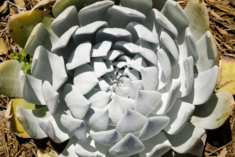 How to Grow Dudleya