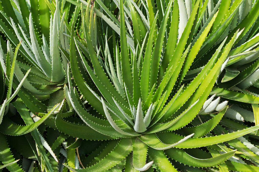 How to Grow Dyckia