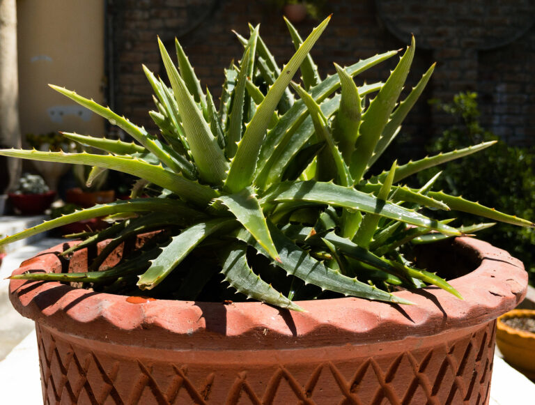 How to Grow Dyckia