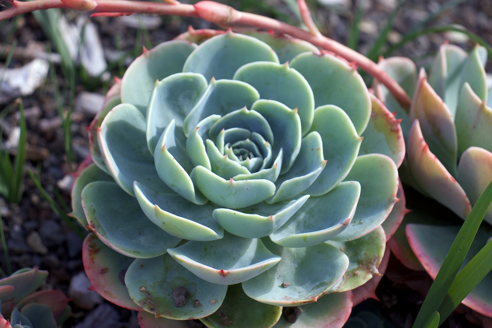 Echeveria Secunda