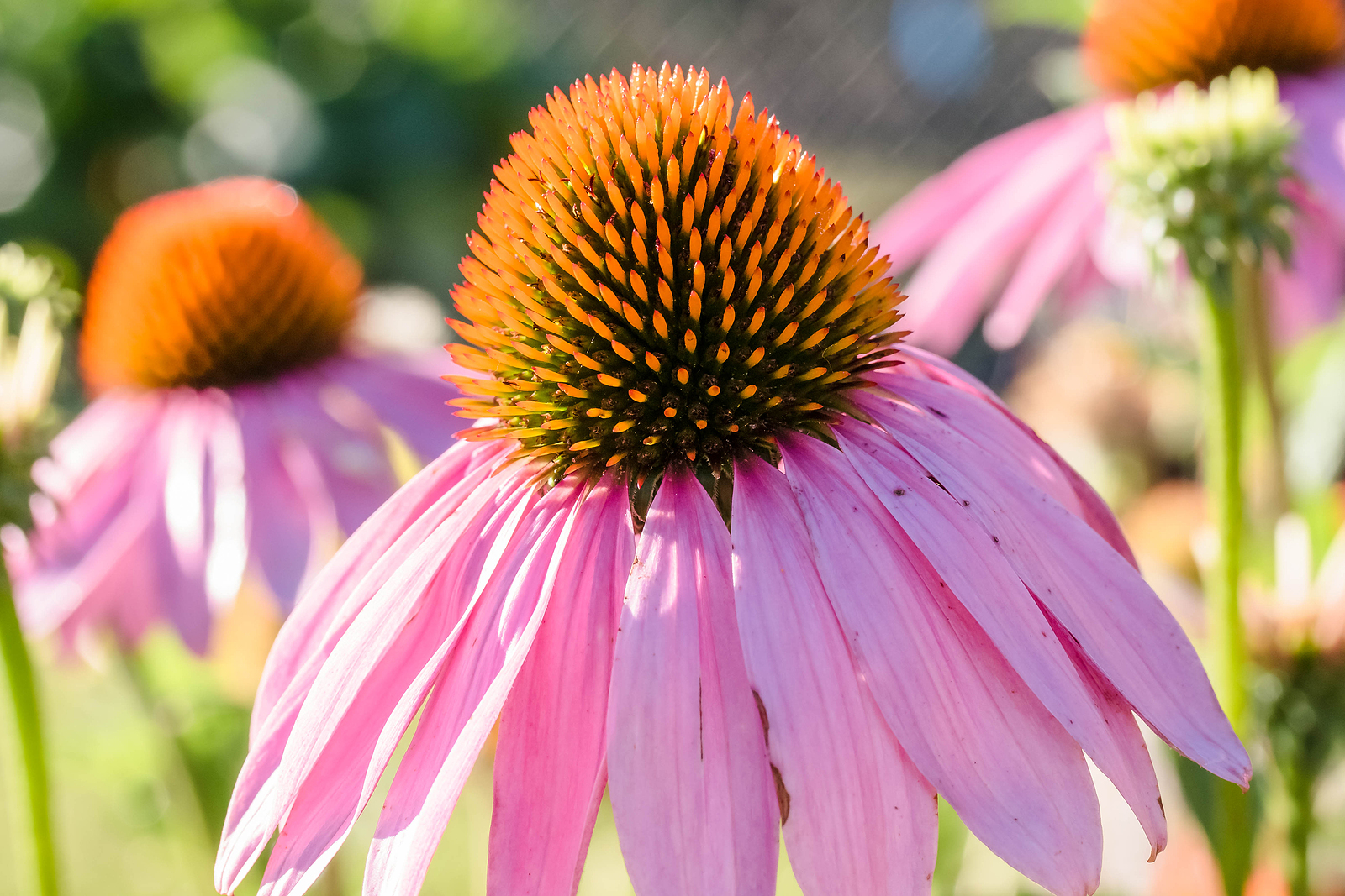 Echinacea