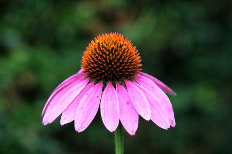 How to Grow Coneflower — Echinacea